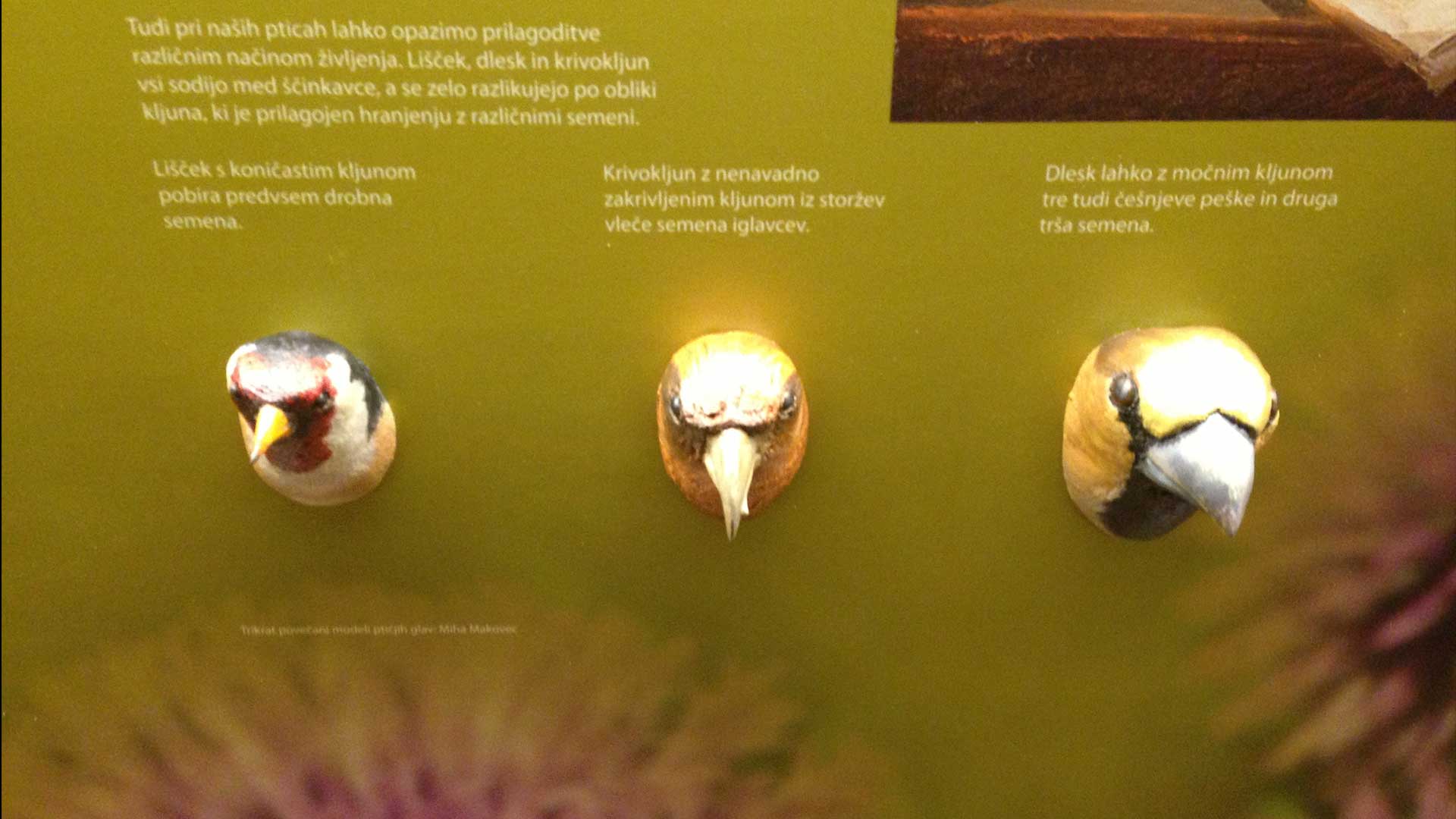 Evolution Museum Design